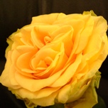 Yellow Finess Roses de jardin d'Equateur Ethiflora